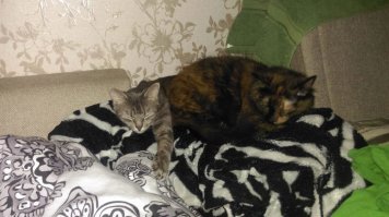 Котиков много не бывает!