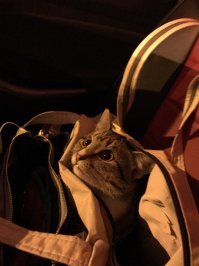 Котофейка...