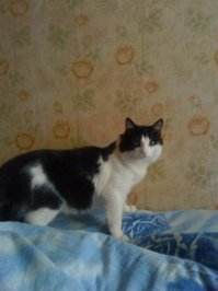 Да-а... Страшнее кошки зверя нет. Мой тоже никого не боялся. Пока какая-то мразь из травмата его не застрелила...