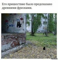 Котиков много не бывает!