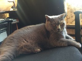 Тяжело смотреть, свою кисю 30 января похоронил.