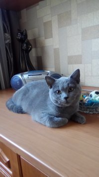 Кота погладил ещё до прочтения поста.А после прочтения сам Бог велел :-)