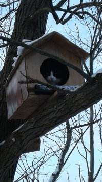 Зеленоградск. Лавочка со львами... ой, пардон. С котами. И вот ещё. Коты прилетели и угнездились. (домик не скворечник, а специально для котов)