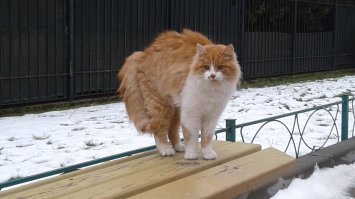 Зеленоградск. Лавочка со львами... ой, пардон. С котами. И вот ещё. Коты прилетели и угнездились. (домик не скворечник, а специально для котов)