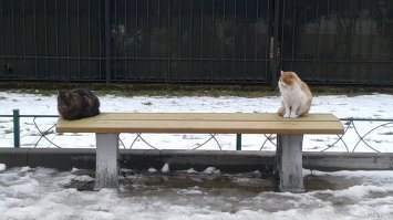 Зеленоградск. Лавочка со львами... ой, пардон. С котами. И вот ещё. Коты прилетели и угнездились. (домик не скворечник, а специально для котов)