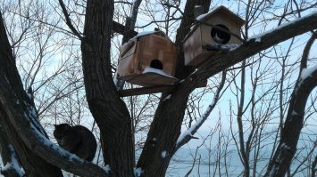 Зеленоградск. Лавочка со львами... ой, пардон. С котами. И вот ещё. Коты прилетели и угнездились. (домик не скворечник, а специально для котов)