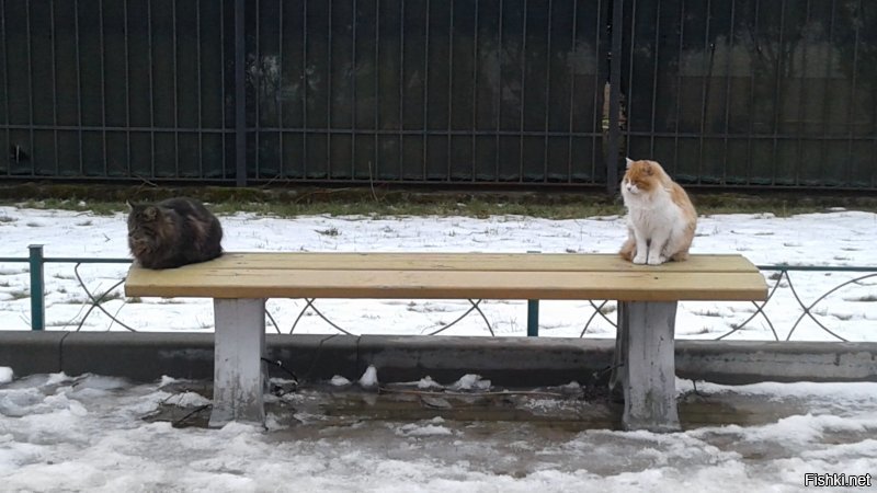 Зеленоградск. Лавочка со львами... ой, пардон. С котами. И вот ещё. Коты прилетели и угнездились. (домик не скворечник, а специально для котов)