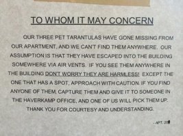 Пестрый мир пауков