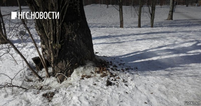 Зимой опупенные пейзажи вижу. Засрано и зассано всё. Летом не так ужасно, кусты скрывают безобразие. 
Но тем не менее, некоторые муслимы больные на всю голову.