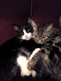 Особый респект таким людям. Обожаю кошек!
А это мои.