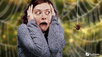 Пестрый мир пауков