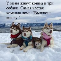 Как кошка с собакой