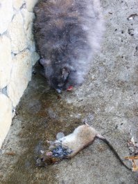 Блин, у америкосов и кошки америкосовские, дармо что шерсть длинная. У меня кошаки круглый год на улице. Утром выйдешь-при дверях то крыса, то хотя бы землеройка. И все сидят-завтрака ждут. Типа, гражданский долг исполнили.