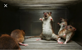 А у нас главбух иначе выглядит... Вот фото с планерки: