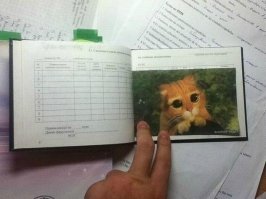 В Екатеринбурге студент пришёл на пару в костюме котика, чтобы получить зачёт