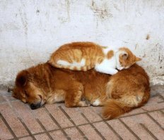 Как кошка с собакой