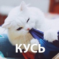 Девушки и пауки