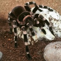 Мои пушистые малышки