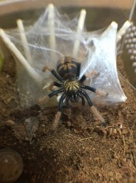 Мои пушистые малышки