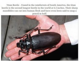 Пестрый мир жуков