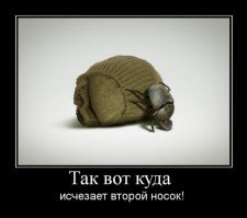 Пестрый мир жуков