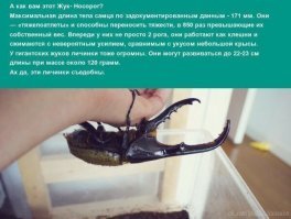 Это не жук-носорог. Это жук - геркулес. Не люблю поверхностных знаний. Сам не знает и людей в заблуждение вводит.