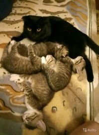 Хозяева не могли поверить, что этот шерстяной сугроб - их кошка