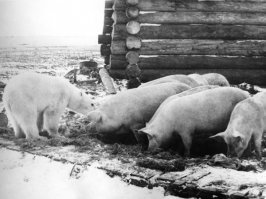 Хрен поймёшь - где свинья, а где медведь