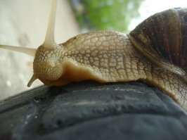 Самая большая сухопутная улитка Европы