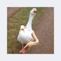Прикольные и смешные картинки