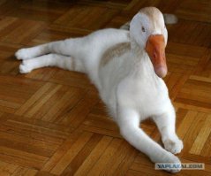 Прикольные и смешные картинки