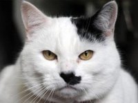 Лондонскому двойнику Гитлера живется непросто