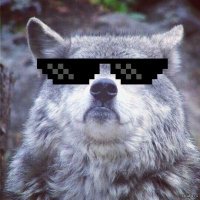 Турист запечатлел драматичную сцену охоты стаи волков на оленей