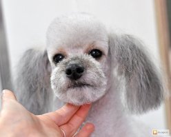 Мне кажется парню реально повезло если с остальным здоровьем всё в порядке. Нужно найти нормального парикмахера и всё будет красиво у него. Можно выбривать и под человека, оставляя бороду и уса, а лучше просто ровнять аккуратно и чтоб был ухоженный вид.