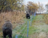 На Новой Земле ввели режим ЧС из-за нашествия белых медведей