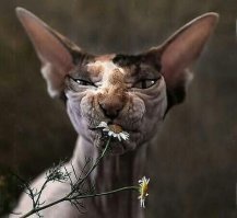 Котики   это не только кисоньки, но и коты поршивые...