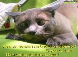 Прикольные и смешные картинки