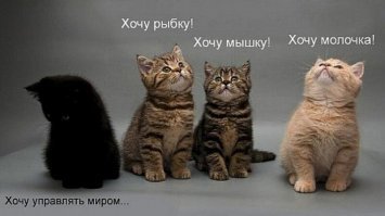 Барханный кот: Самый мелкий вид кошек