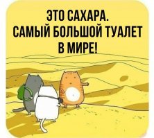 Барханный кот: Самый мелкий вид кошек