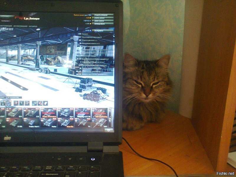 Сытая и поглаженная кошка в целом не против ваших увлечений компьютерными играми, и не сидит ночами на форуме фанаток Стаса Михайлова.