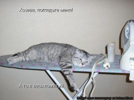 30 причин обменять жену на кошку