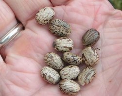 Ой, появились новые клещи в лесу - они насасываются вашей крови и становятся полосатыми.