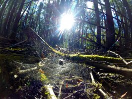 Царство мха