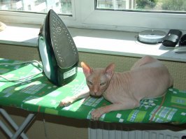 30 причин обменять жену на кошку