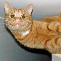 Барханный кот: Самый мелкий вид кошек