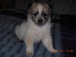 Два "подобрыша" дома, одному восьмой год, второй скоро два...
 первому года не было еще энтерит и клещ, две недели в клинике пробыл, капельницы, уколы, никого к себе не подпускал, приходилось с утра до вечера с ним находиться, выкарабкался...