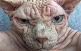 Да ладно, - мы лысые.