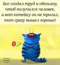 30 причин обменять жену на кошку
