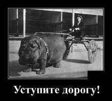 Бешеный фуровод скрылся с места ДТП