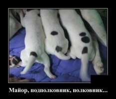 молоды ещё для офицеров. Это ефрейтор, сержант и старший сержант